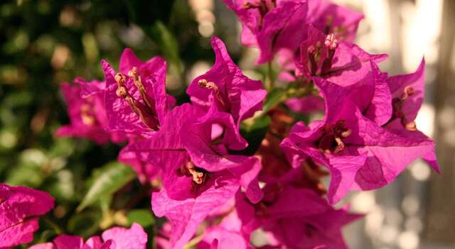 Апартаменты Apartments Antonela Свети-Стефан-34